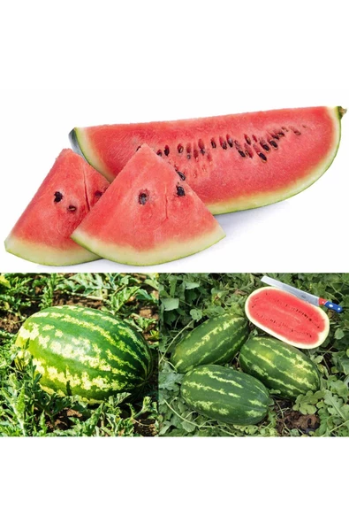 All sweet karpuz tohumu geleneksel all sweet heirloom watermelon seeds - 2