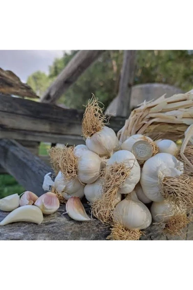 Kastamonu Taşköprü Sarımsak Ata Tohumu Duble Boy 1kg - 3