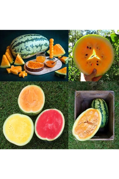 Orangeglo karpuz tohumu portakal karpuzu - 7