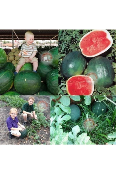 Siyah elmas karpuz tohumu geleneksel watermelon black diamond - 6