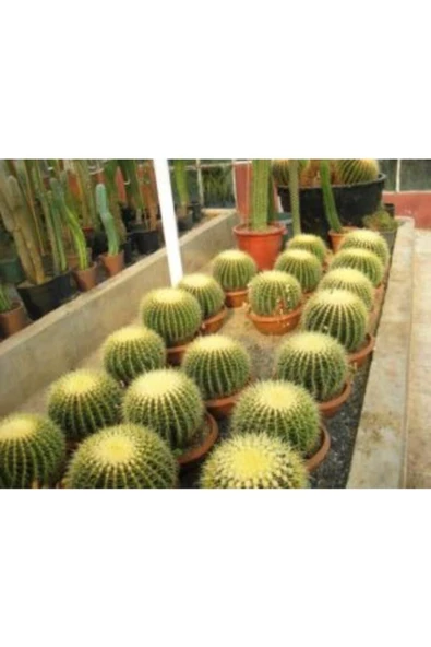 Ithal Arizona Kaktüsü Tohumu Ekim Seti - 5