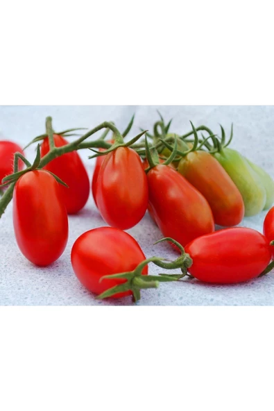Atalık Bebek Üzümü domates tohumu sırık tip - 2