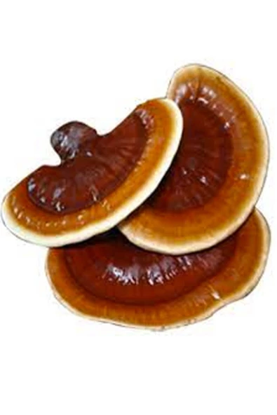 Reishi Ganoderma Lingzhi Mantar Tohumu +5000 Adet - 2
