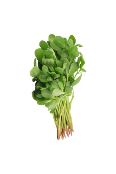 Semiz Otu Tohumu Semizotu Tohumu 100 Tohum + Saksı + Toprak - 4