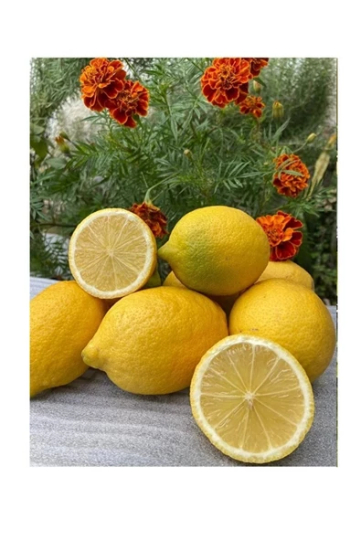 Portakal 3 Kg Limon 2 Kg - 6