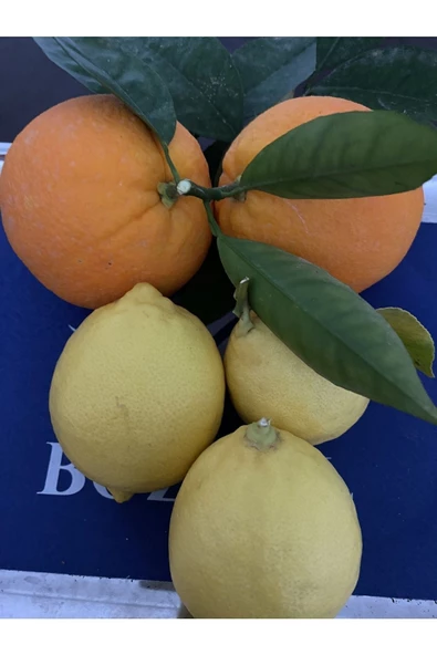Portakal 3 Kg Limon 2 Kg - 3