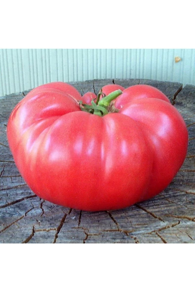 Pembe Ege köy domatesi tohumu atalık söğüşlük çeşit - 5