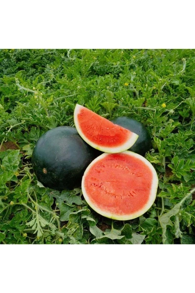 Siyah elmas karpuz tohumu geleneksel watermelon black diamond - 3