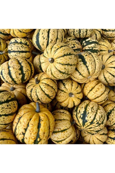 Şeker dumpling kabak tohumu geleneksel sweet dumpling squash - 6