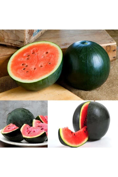 Sugar baby karpuz tohumu citrullus lanatus var - 7