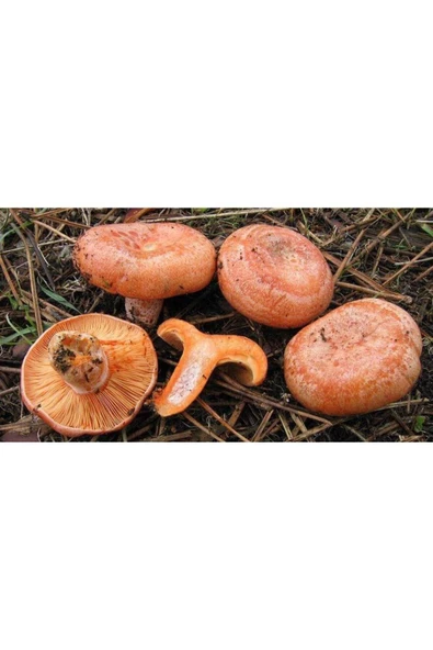 Kanlıca Mantarı Tohumları +1000 adet - 5