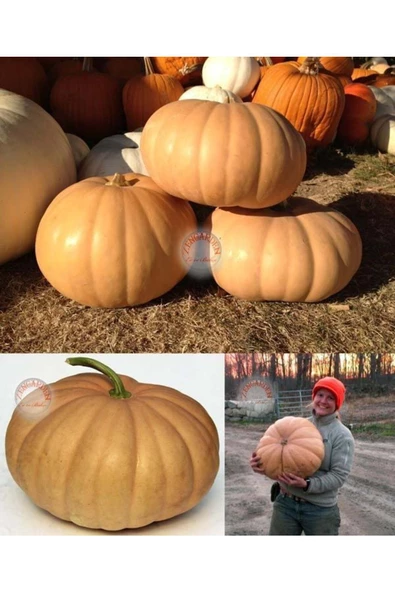 Long island cheese tekerlek balkabağı tohumu - 2