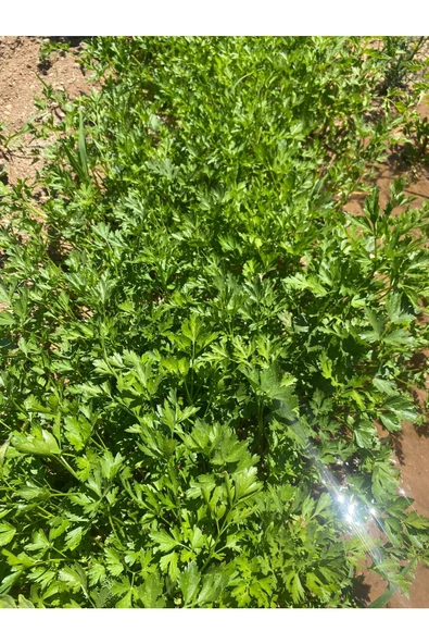 Maydanoz kurusu 100 gr - 2