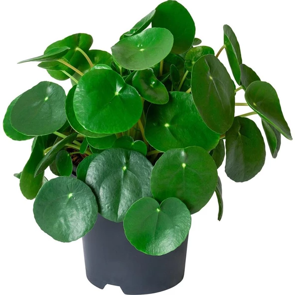 Pilea 10-25 cm Çin Para Çiçeği