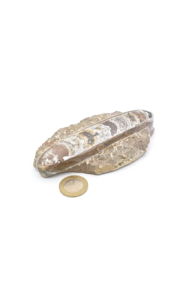 Hakiki Doğal Belemnit Fosili Kaya Parçası 297 Gram - 5