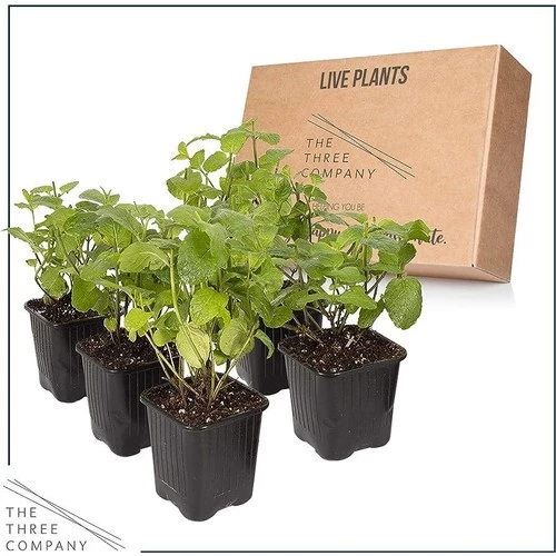 Potted Mint Rosemary Ikili Set 10-20 cm Saksılı Nane Biberiye - 2