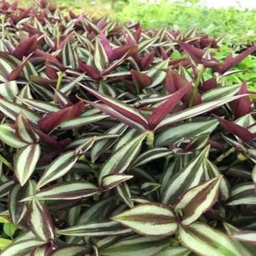 Tradescantia Zebrina Telgraf Çiçeği Kahve Yeşil 10-20 cm - 3