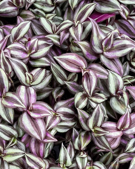 Tradescantia Zebrina Telgraf Çiçeği Kahve Yeşil 10-20 cm - 5
