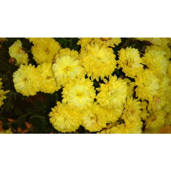 Sarı Kasımpatı Çiçeği Fidanı Saksılı 20-40 cm - Resim 3