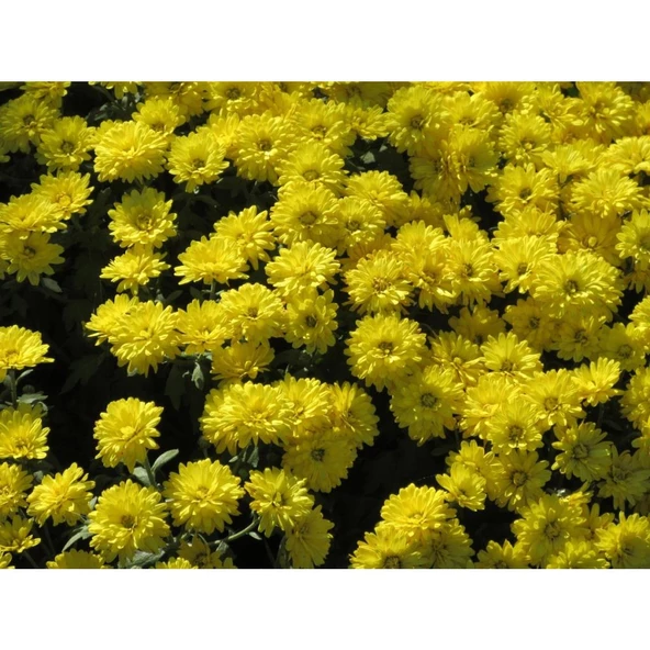 Sarı Kasımpatı Çiçeği Fidanı Saksılı 20-40 cm - Resim 2