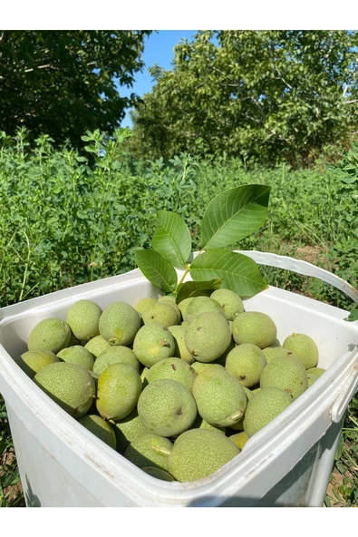 SULTAN CEVİZ BAHÇELERİ 3 Kg Dalından Taze Yeşil Kabuklu Ceviz ( Lütfen Açıklamayı Okuyunuz) - 4