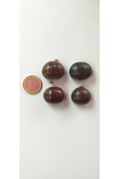 OrganikYemiş Izmir Kemer Kebaplık Kestane Orta Boy 2-kg - 2