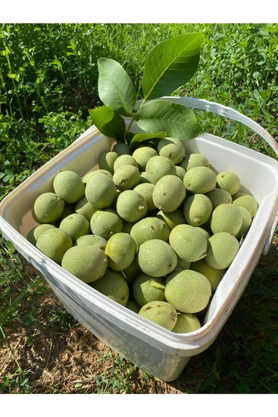 SULTAN CEVİZ BAHÇELERİ 3 Kg Dalından Taze Yeşil Kabuklu Ceviz ( Lütfen Açıklamayı Okuyunuz) - 2