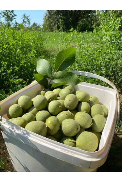 SULTAN CEVİZ BAHÇELERİ 3 Kg Dalından Taze Yeşil Kabuklu Ceviz ( Lütfen Açıklamayı Okuyunuz) - 3