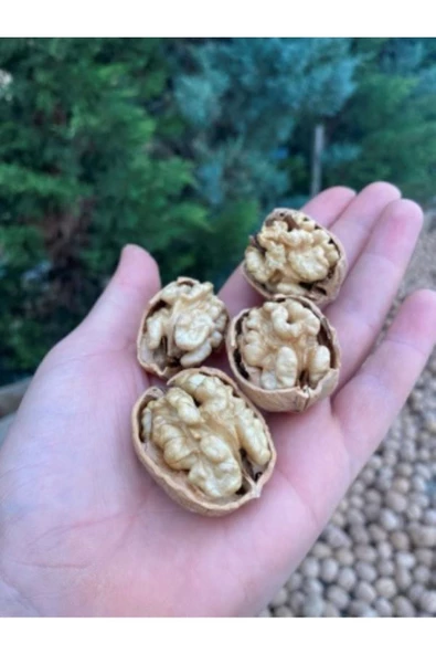 SULTAN CEVİZ BAHÇELERİ 3 Kg Dalından Taze Yeşil Kabuklu Ceviz ( Lütfen Açıklamayı Okuyunuz) - 5