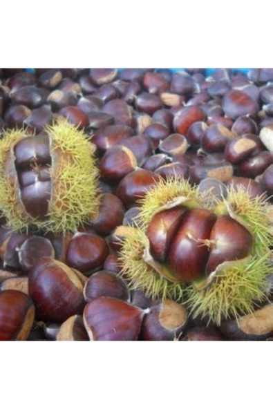 YerliOrganik Iri Boy Kestane Zonguldak Yöresinden 1 kg - 2