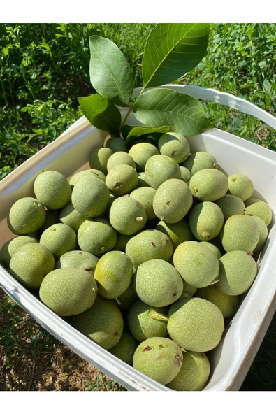 SULTAN CEVİZ BAHÇELERİ 3 Kg Dalından Taze Yeşil Kabuklu Ceviz ( Lütfen Açıklamayı Okuyunuz)