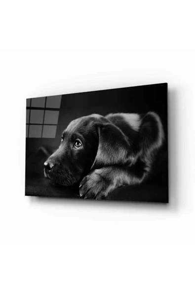 AlpiLeo Köpek 8 Hayvan Alp Özel Cam Tablo ürün görseli 1