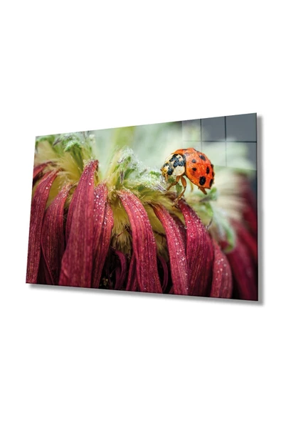 AlpiLeo Uğur Böceği Ve Yaprak Alp Özel Cam Tablo, Ev Ve Ofis Duvar Dekoru, Hediyelik Tablo ürün görseli 1