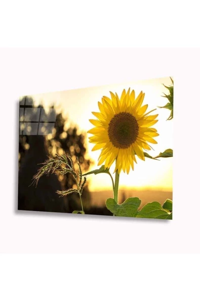 AlpiLeo Ayçiçeği Alp Özel Cam Tablo 4mm Dayanıklı Temperli Cam ürün görseli 1