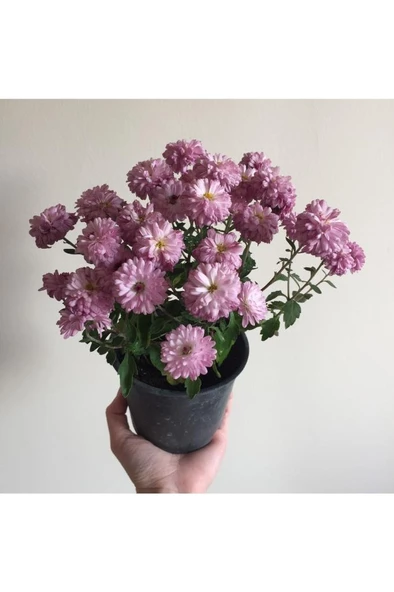 Kasımpatı Çiçeği Fidesi Pembe 10-20 cm - 4