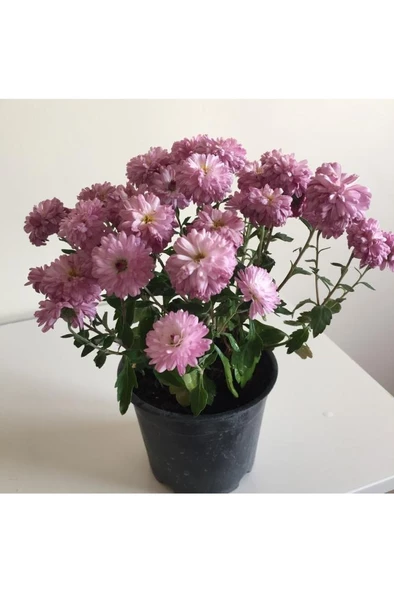 Kasımpatı Çiçeği Fidesi Pembe 10-20 cm - 3