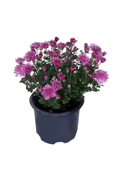 Kasımpatı Set (chrysanthemum) 4 Adet Pembe Sarı Turuncu Beyaz - Resim 3