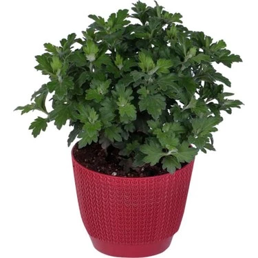Mor Kasımpatı Krizantem Chrysanthemum Saksılı 10-20 cm - Resim 3