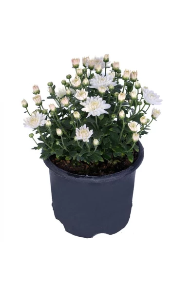 Kasımpatı  (chrysanthemum) Beyaz Renk 10-20 cm