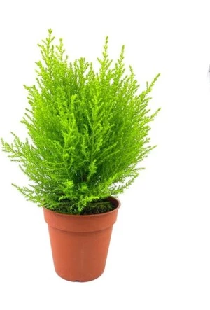 Limon Kokulu Limoni Servi Fidanı Limoni Servi Çam Ağacı 40-60 cm