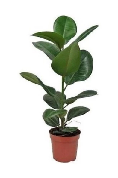 Kauçuk Bitkisi 30 60 Cm Ev Bitkisi Ofis Bitkisi Salon Bitkisi