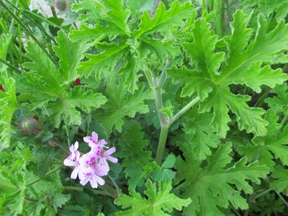 Geranium Seedling Rose Scented Itır Fidanı Fidesi Gül Kokulu 10-20 cm