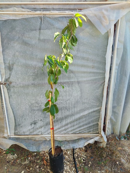 GRAVİOLA FİDANI (SOURSOP, TARÇIN ELMASI) 7 YAŞ 150 CM ÜZERİ TR'DE TEK!!! - 2
