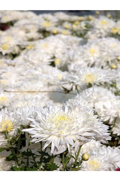 White Chrysanthemum Flower Beyaz Kasımpatı Çiçeği Fidanı 1 Adet 15-25 Cm Saksılı