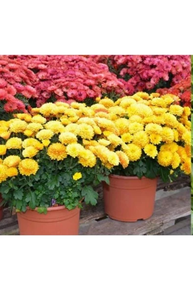 Mini Bodur Kasımpatı Çiçeği Sarı 10-20 cm - 2