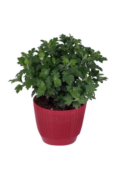 Kasımpatı Fidanı Kırmızı Renk 10-20 cm chrysanthemum - Resim 2