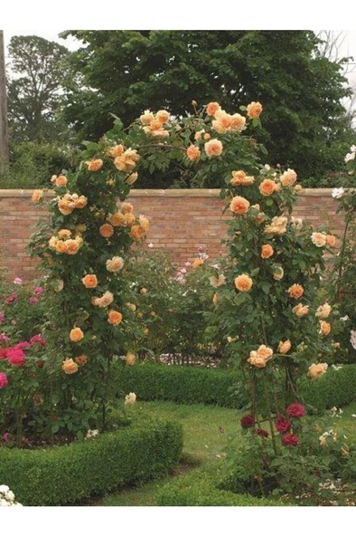 Somon Kayısı Yediveren Sarmaşık Gül Fidanı 15-25 Cm - Resim 3