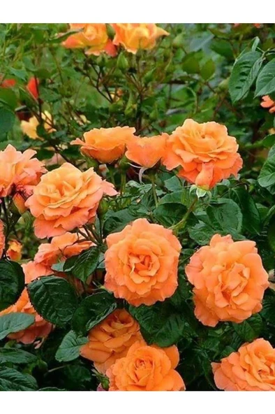 Somon Kayısı Yediveren Sarmaşık Gül Fidanı 15-25 Cm - Resim 2