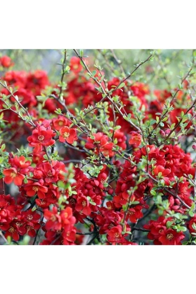 Bahar Dalı Fidanı 40-60 cm - Resim 2