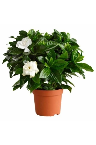 Gardenya Çiçeği 10-20 Cm